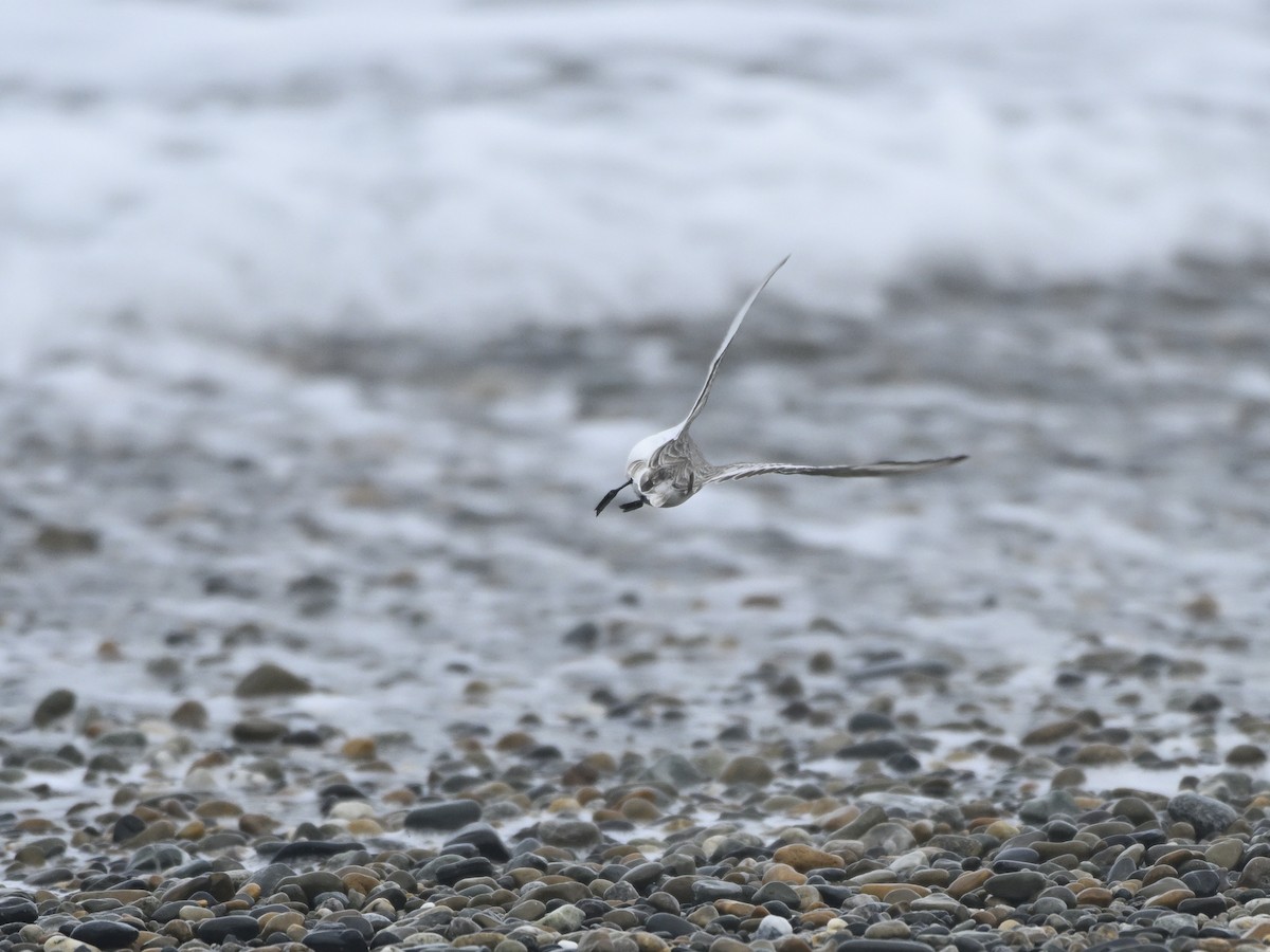 Bécasseau sanderling - ML618403433