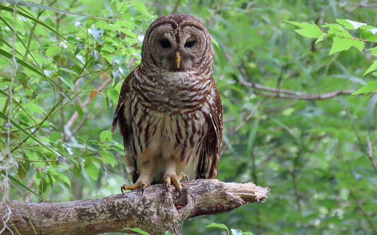 Barred Owl - Jim O'Neill