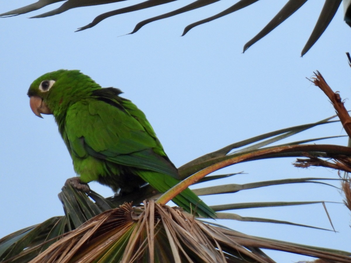 aratinga hispaniolský - ML618403449