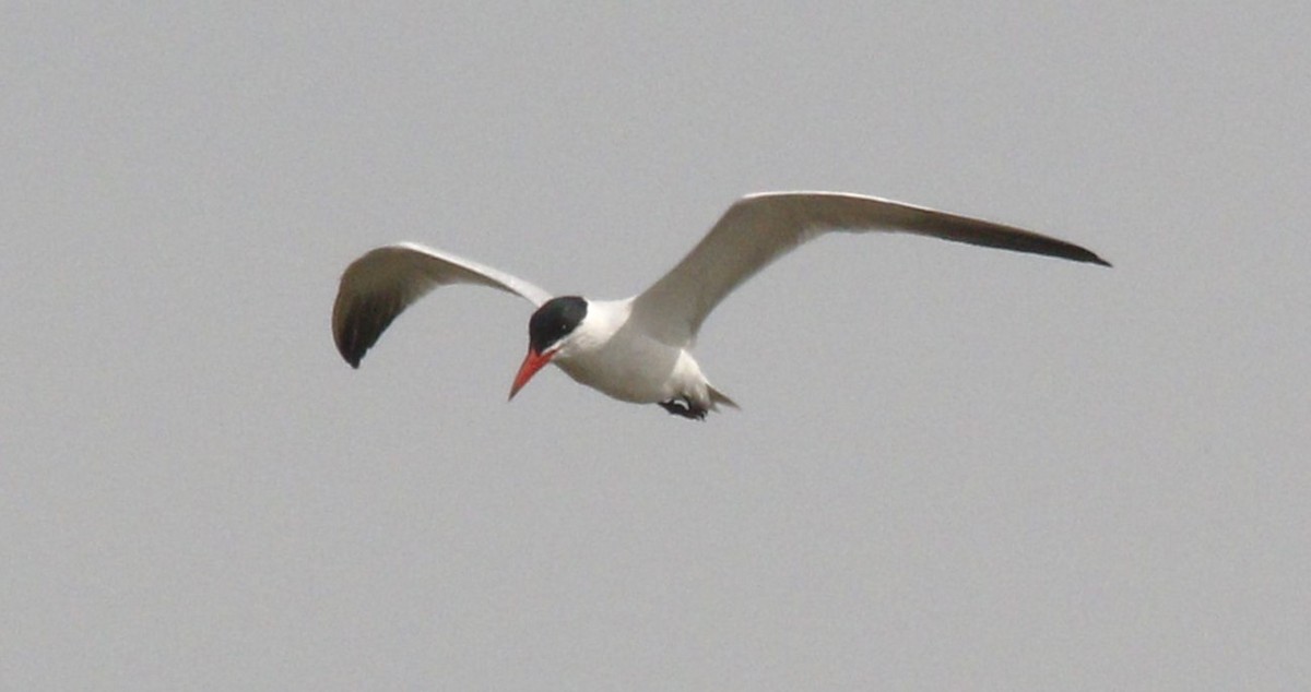 Caspian Tern - ML618403467