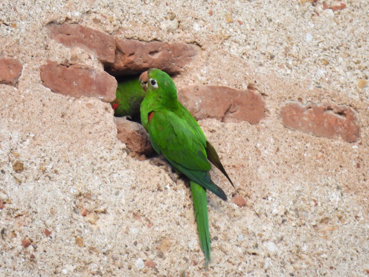 Aratinga de la Española - ML618403475