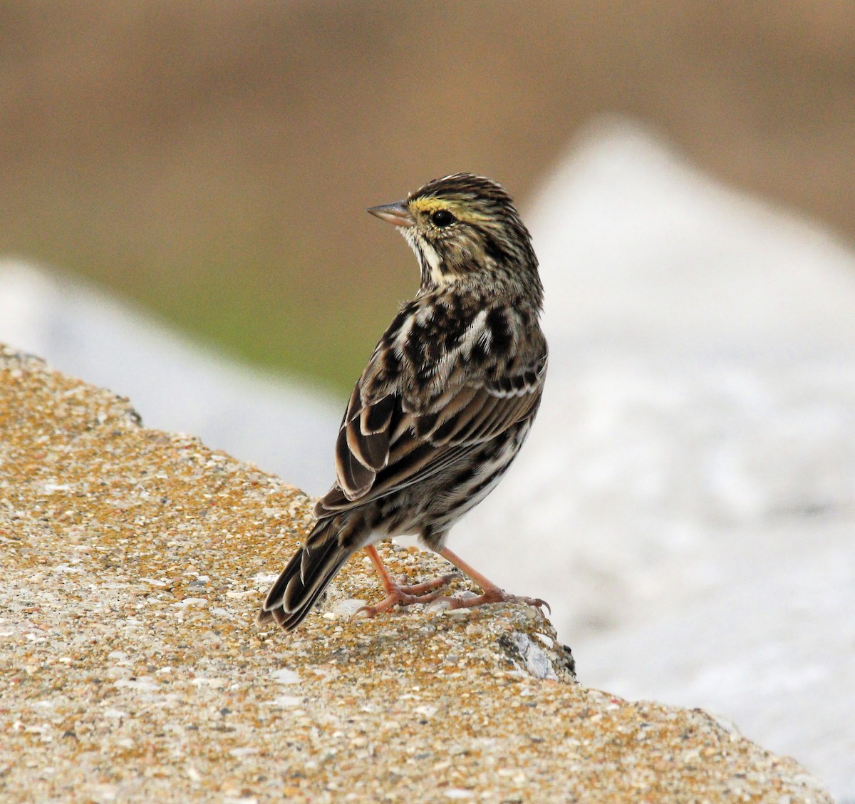 Savannah Sparrow - Becky Lutz