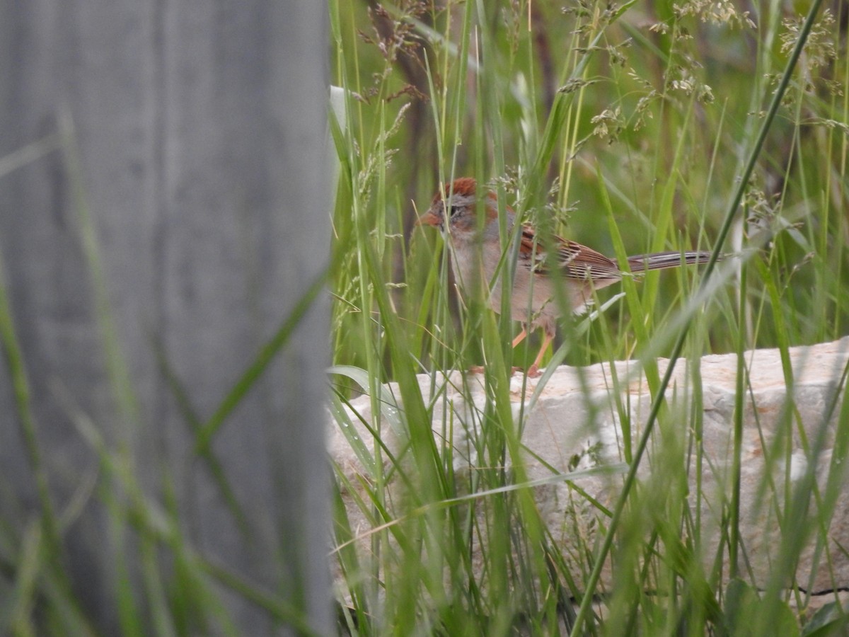 Field Sparrow - Isaiah Craft