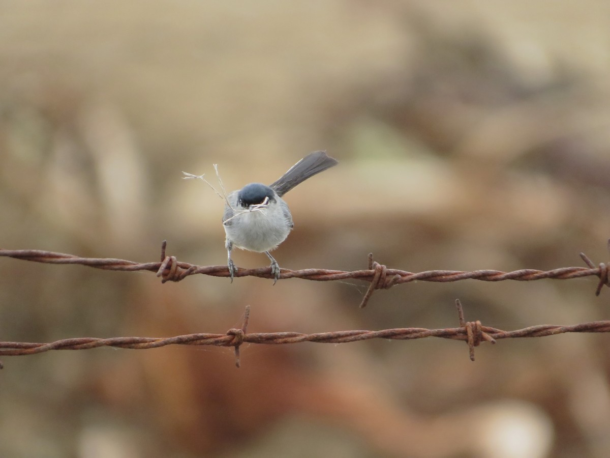 California Gnatcatcher - Nathan Bradford