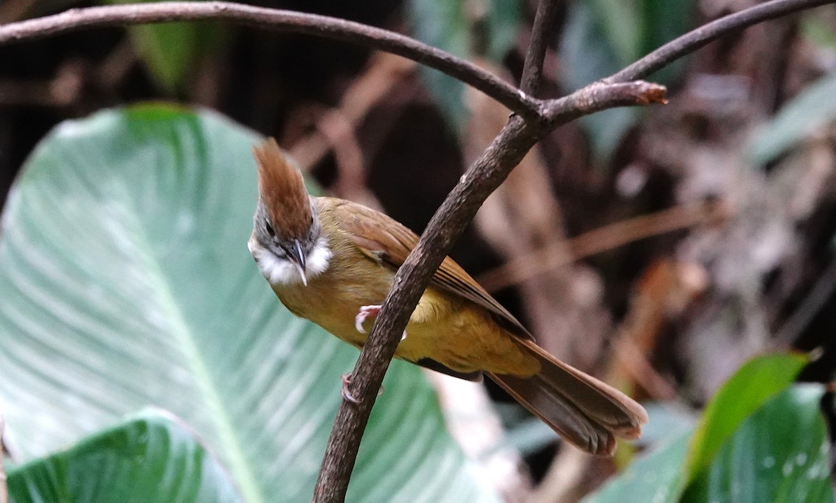 Puff-throated Bulbul - ML618403547