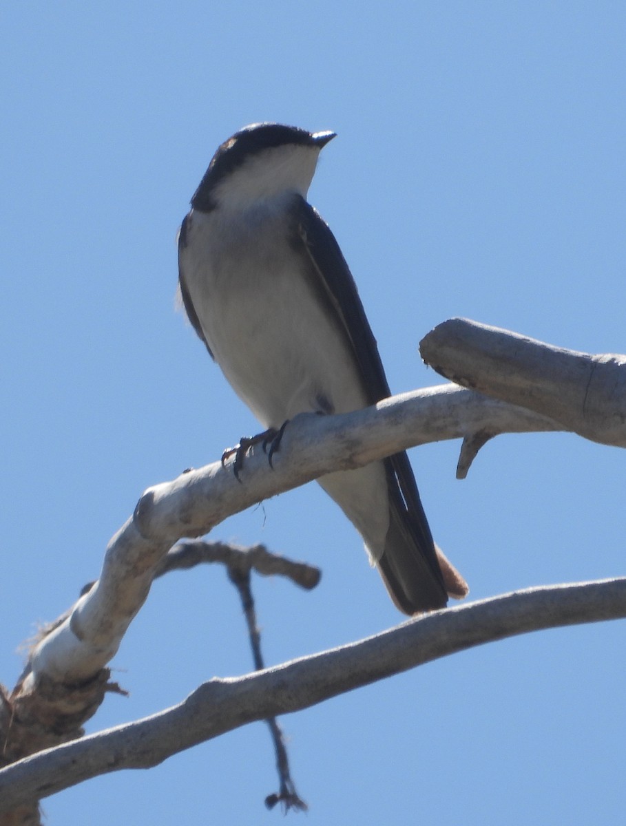 Tree Swallow - ML618403554