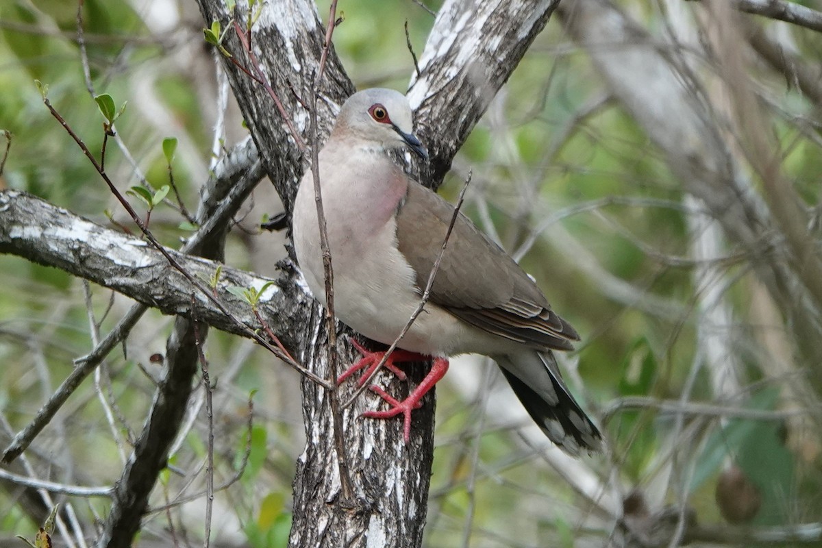 White-tipped Dove - Brian Lockwood