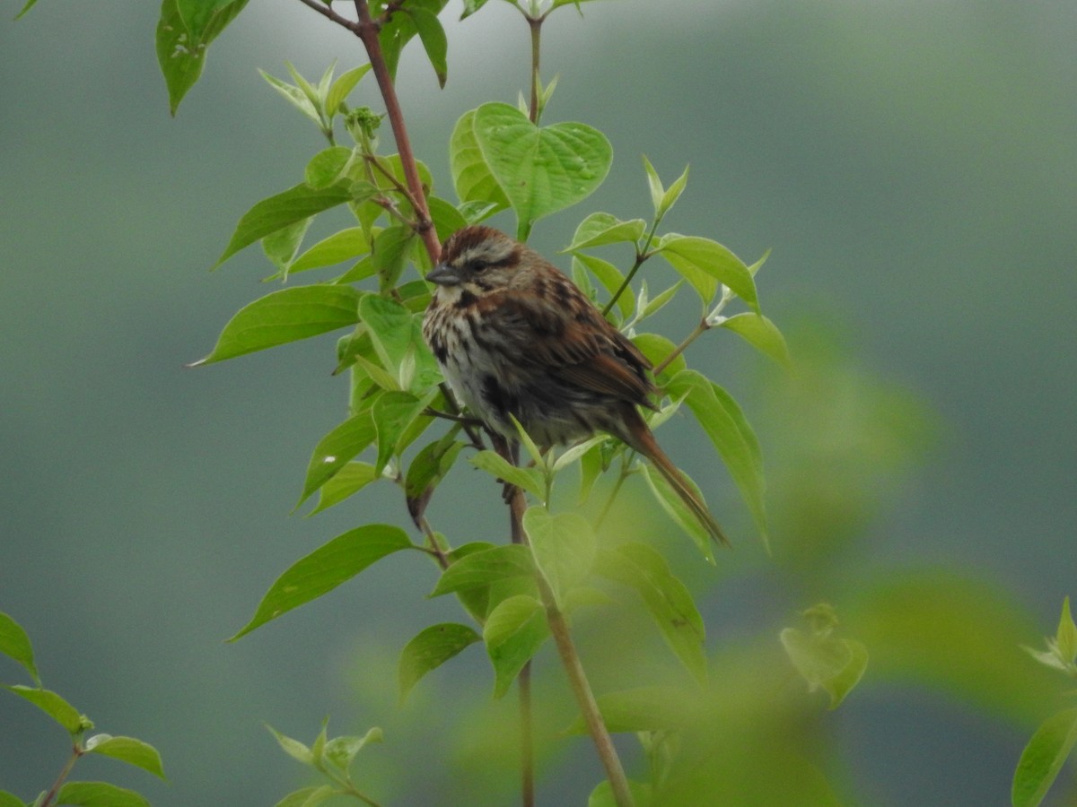 Song Sparrow - Isaiah Craft