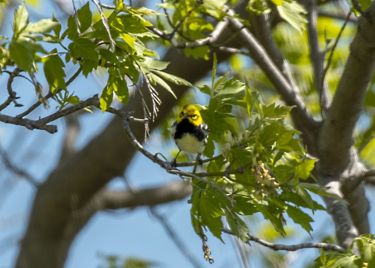 Black-throated Green Warbler - ML618403579