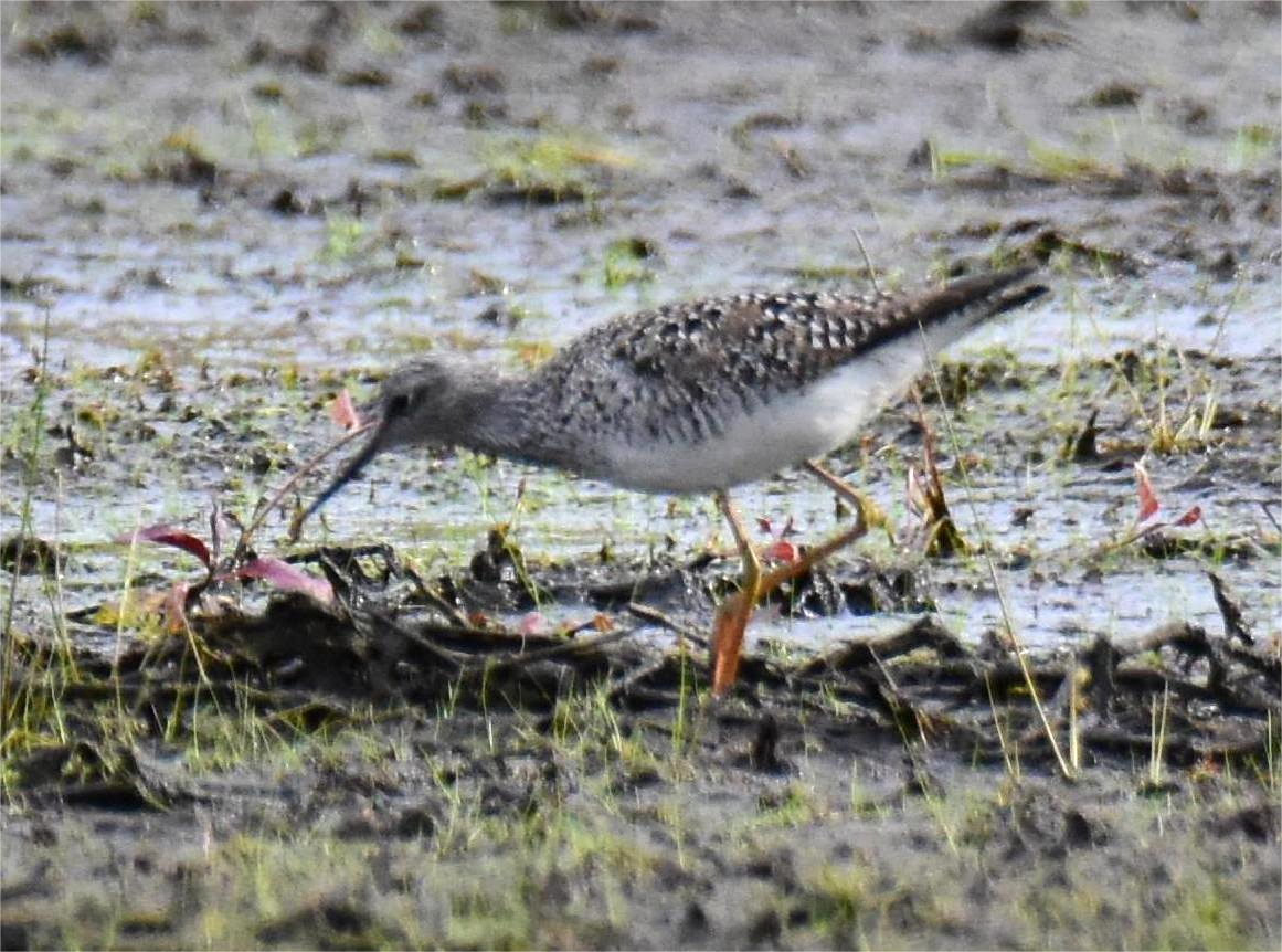 Lesser Yellowlegs - ML618403622