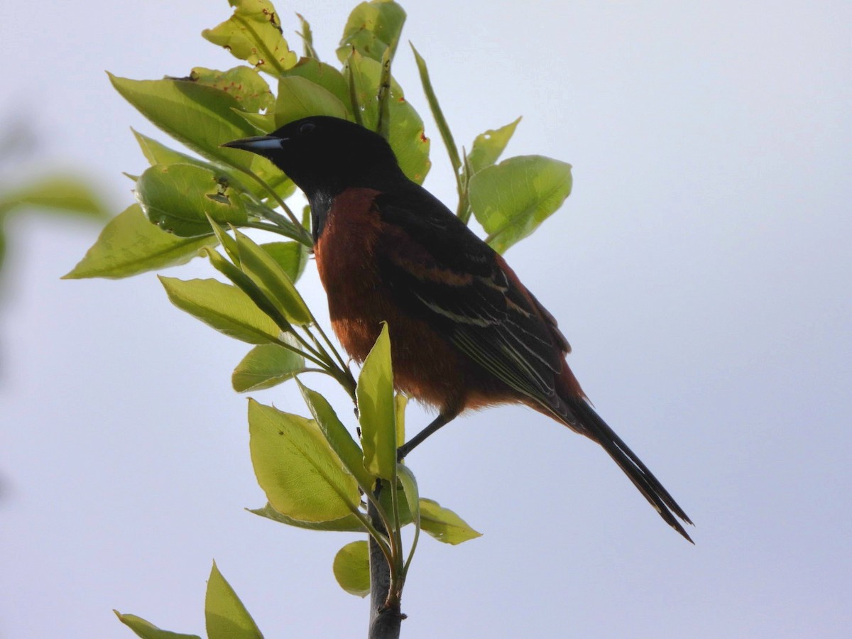 Orchard Oriole - ML618403623