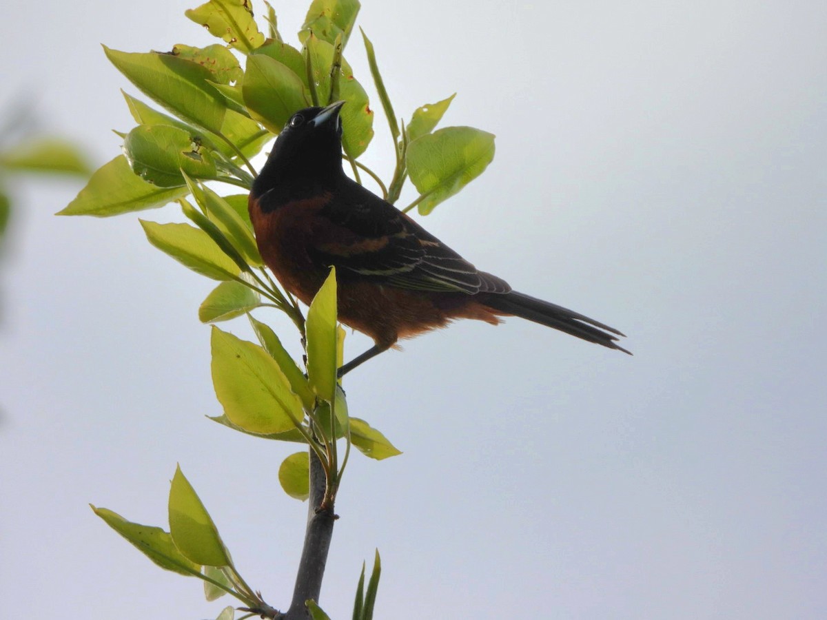 Orchard Oriole - ML618403624
