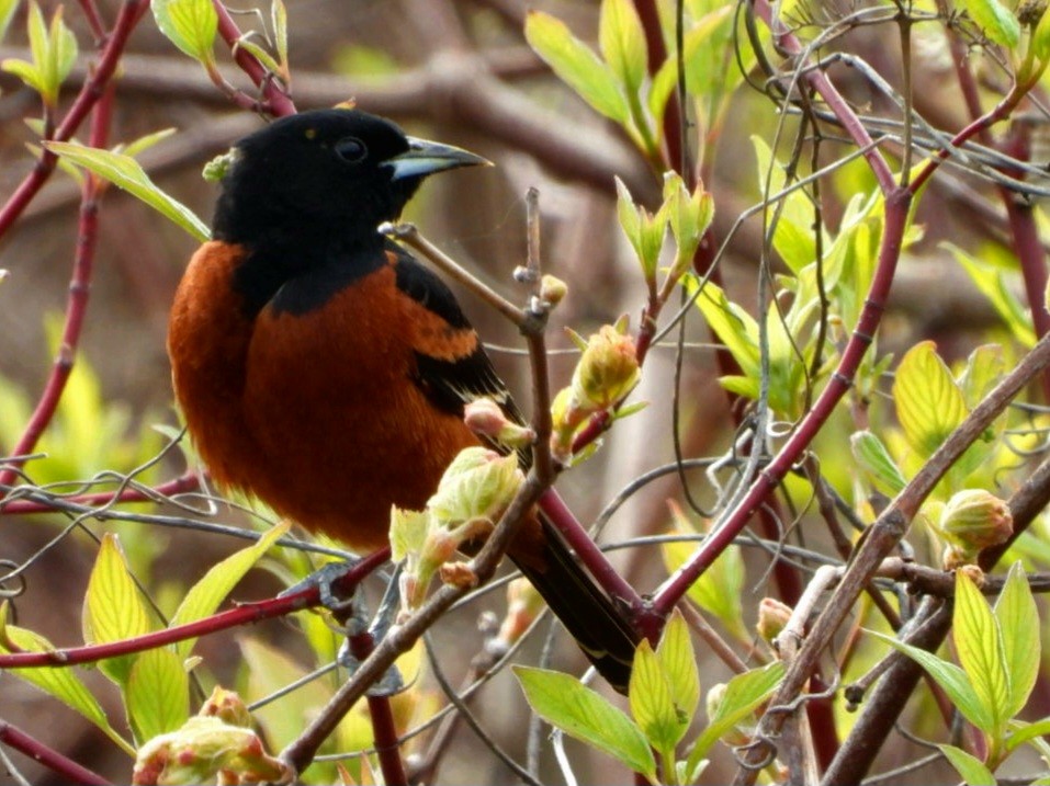 Orchard Oriole - ML618403625