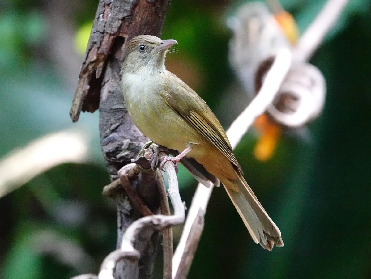 Gray-eyed Bulbul - ML618403677