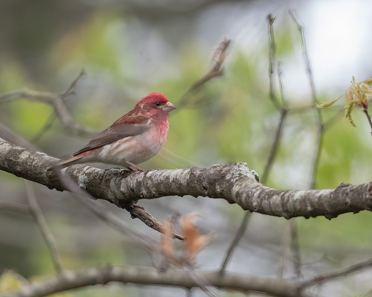 Purple Finch - ML618403687