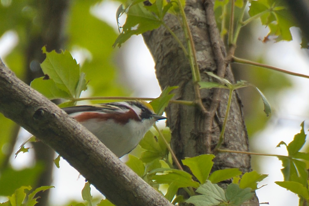 Chestnut-sided Warbler - Donald Fullmer