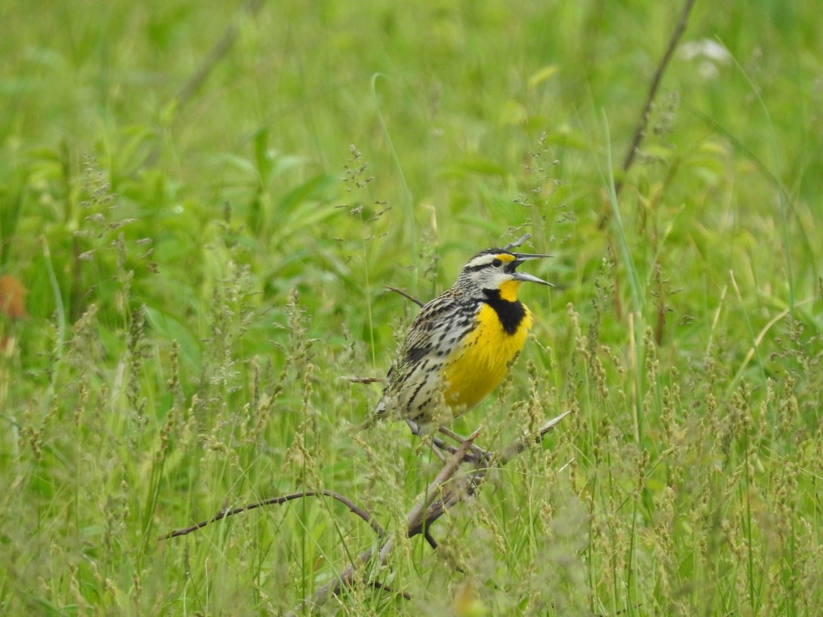 Eastern Meadowlark - Isaiah Craft