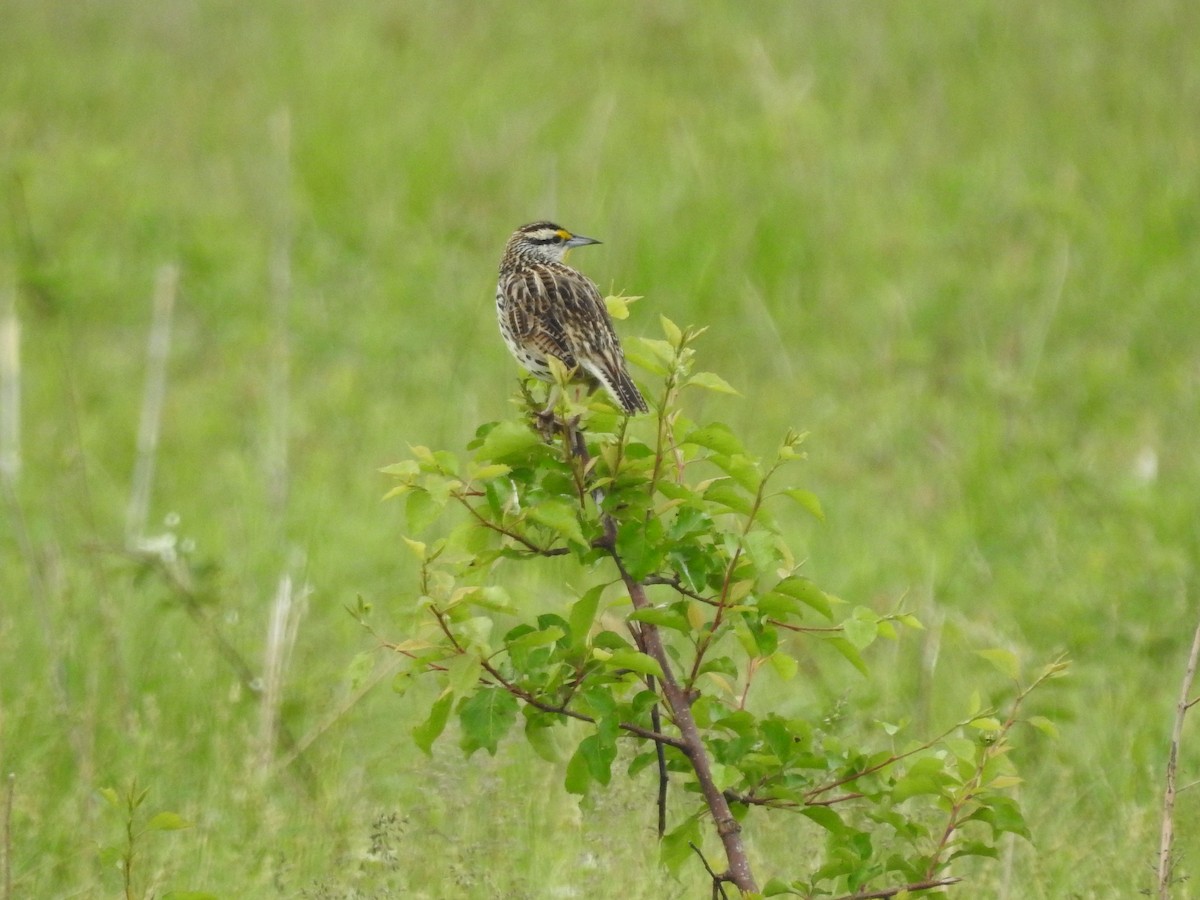 Eastern Meadowlark - Isaiah Craft