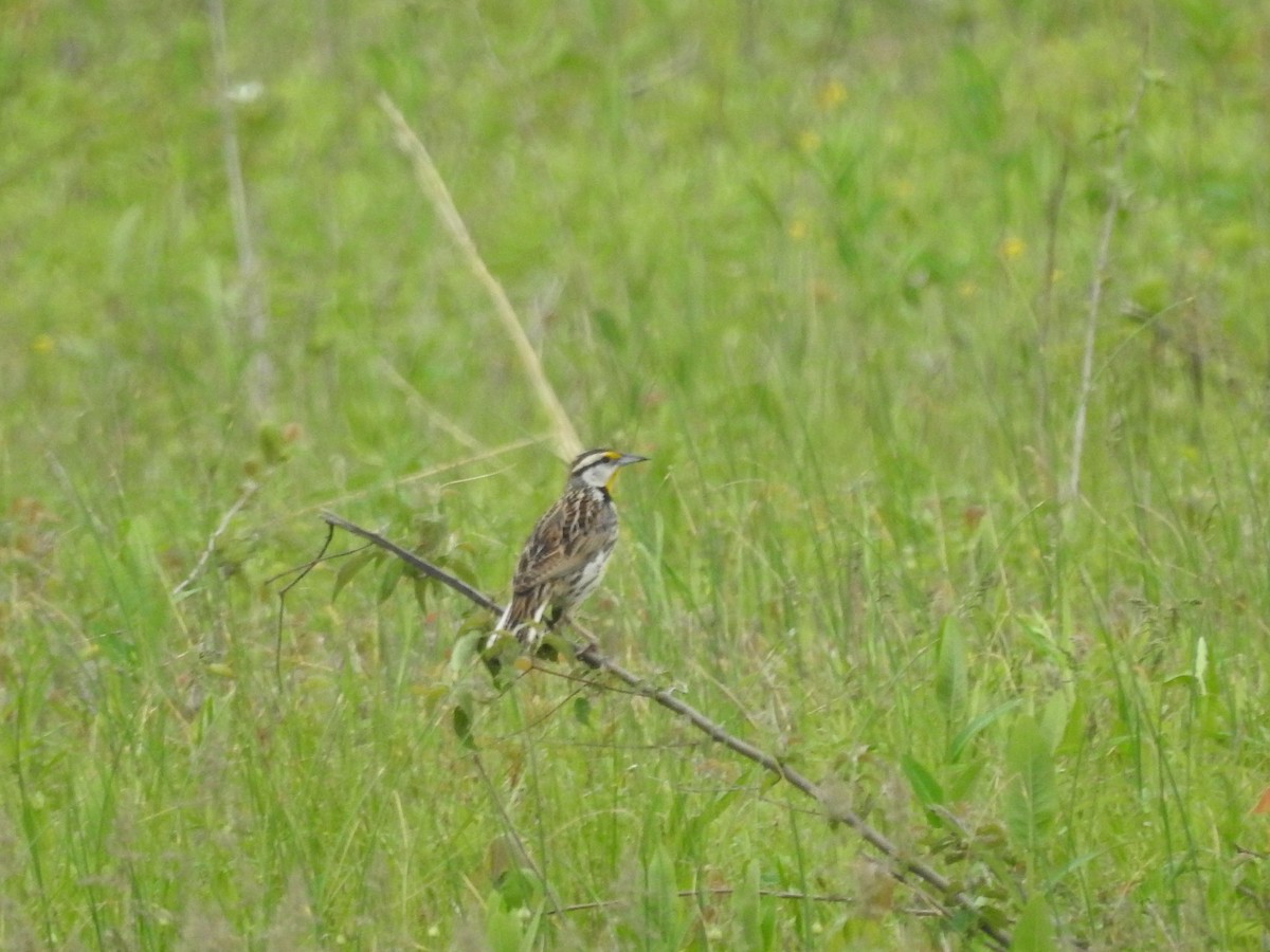 Eastern Meadowlark - Isaiah Craft