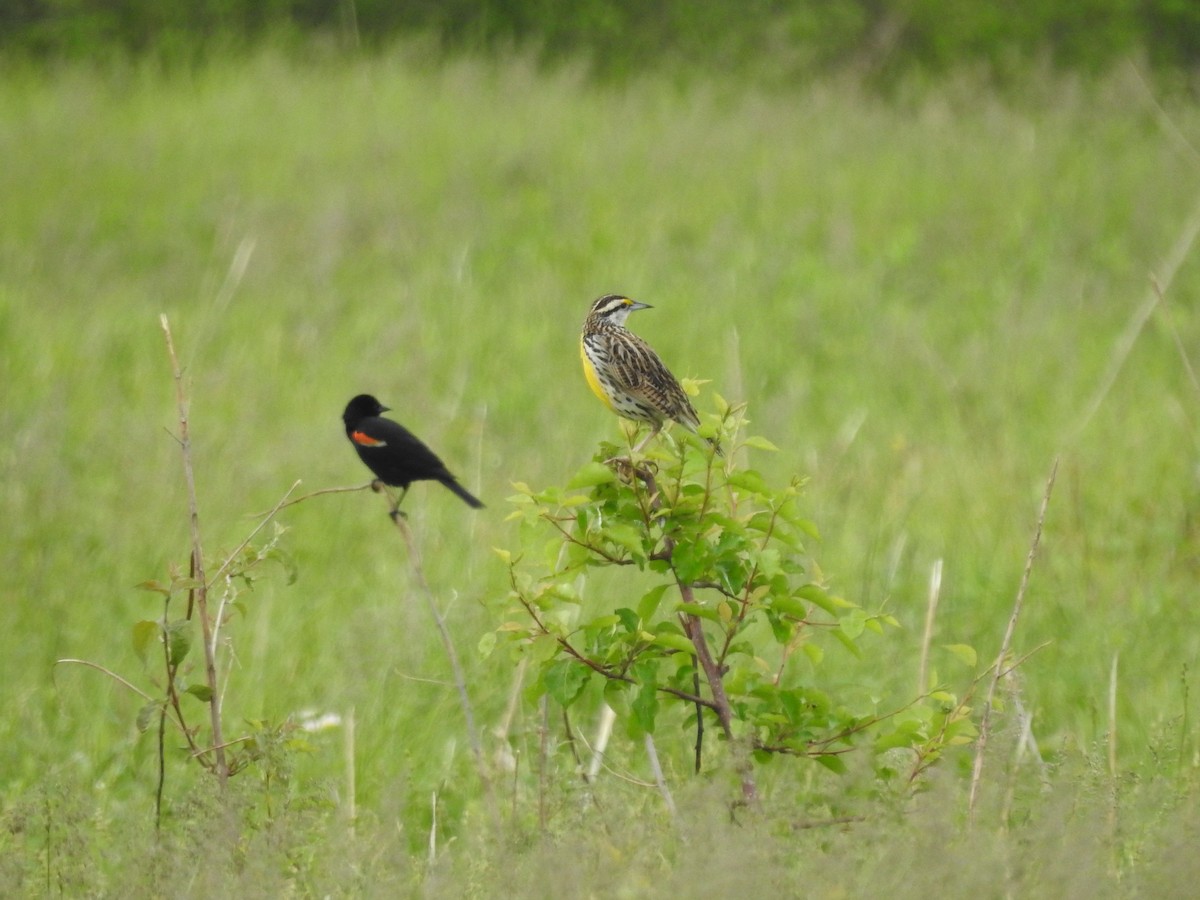 Eastern Meadowlark - Isaiah Craft