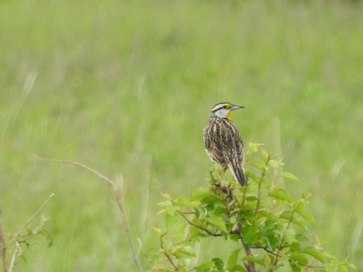 Eastern Meadowlark - Isaiah Craft