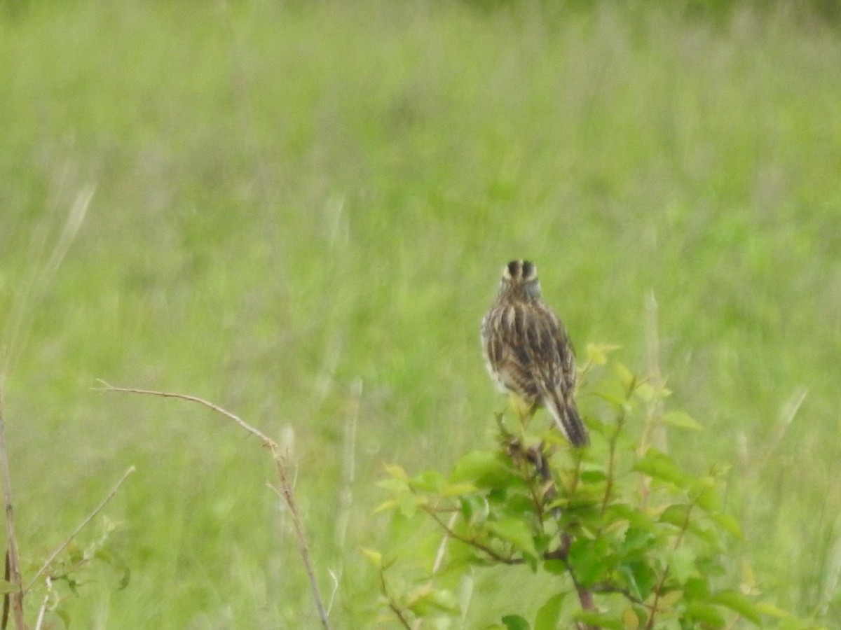 Eastern Meadowlark - Isaiah Craft