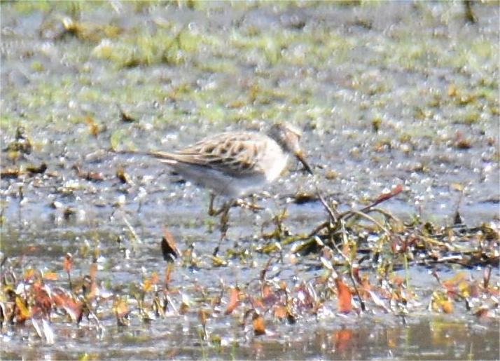 Pectoral Sandpiper - ML618403800