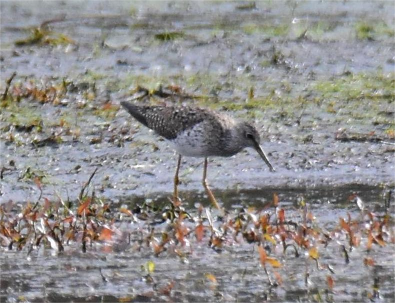 Lesser Yellowlegs - ML618403833