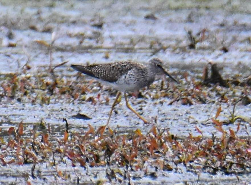 Lesser Yellowlegs - Zachary Peterson