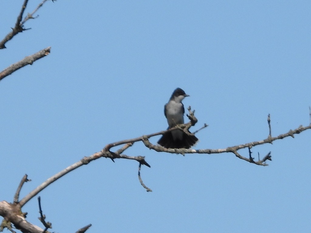 Eastern Kingbird - ML618403845