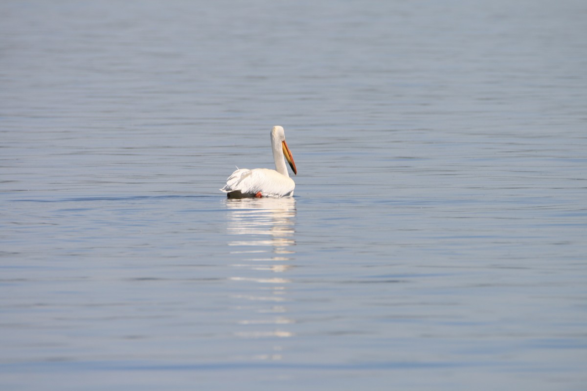 pelikán severoamerický - ML618403849