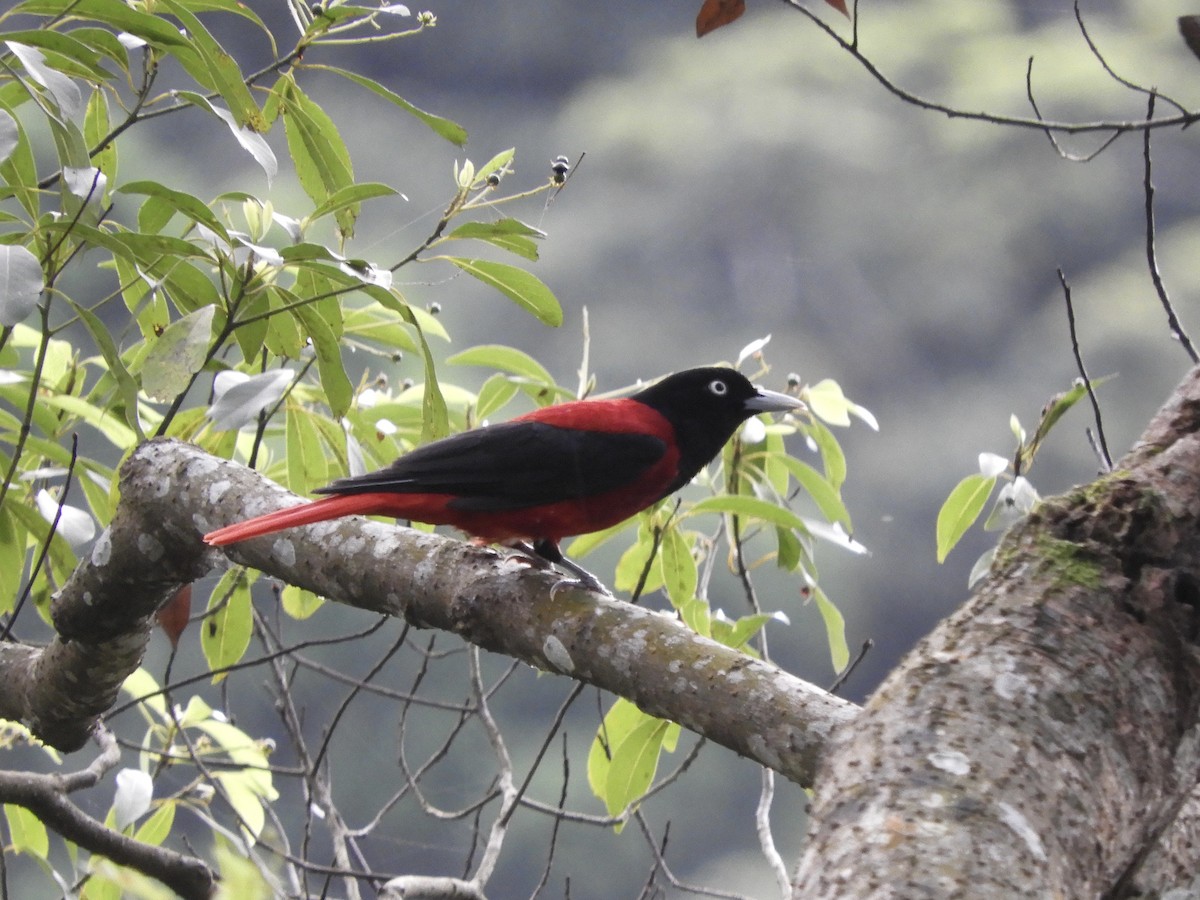 Maroon Oriole - Bear Jia