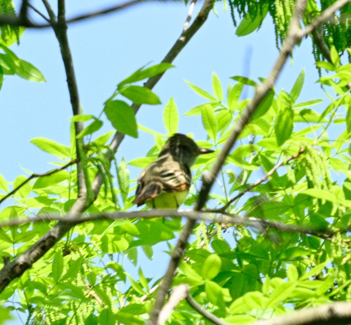 Great Crested Flycatcher - Frank Wang