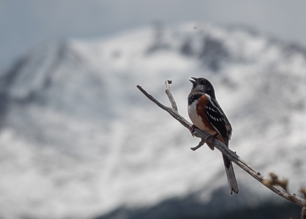 Spotted Towhee - Jordan Gerue