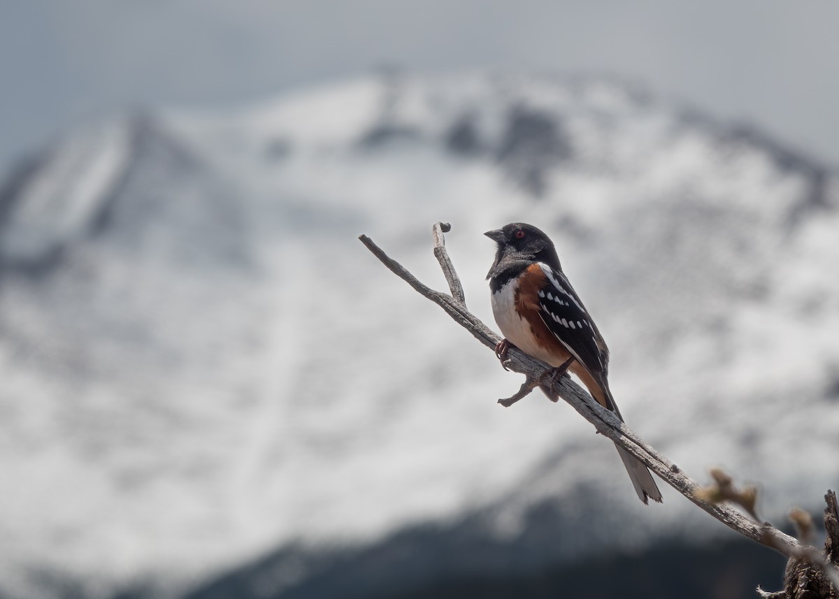 Spotted Towhee - ML618403861