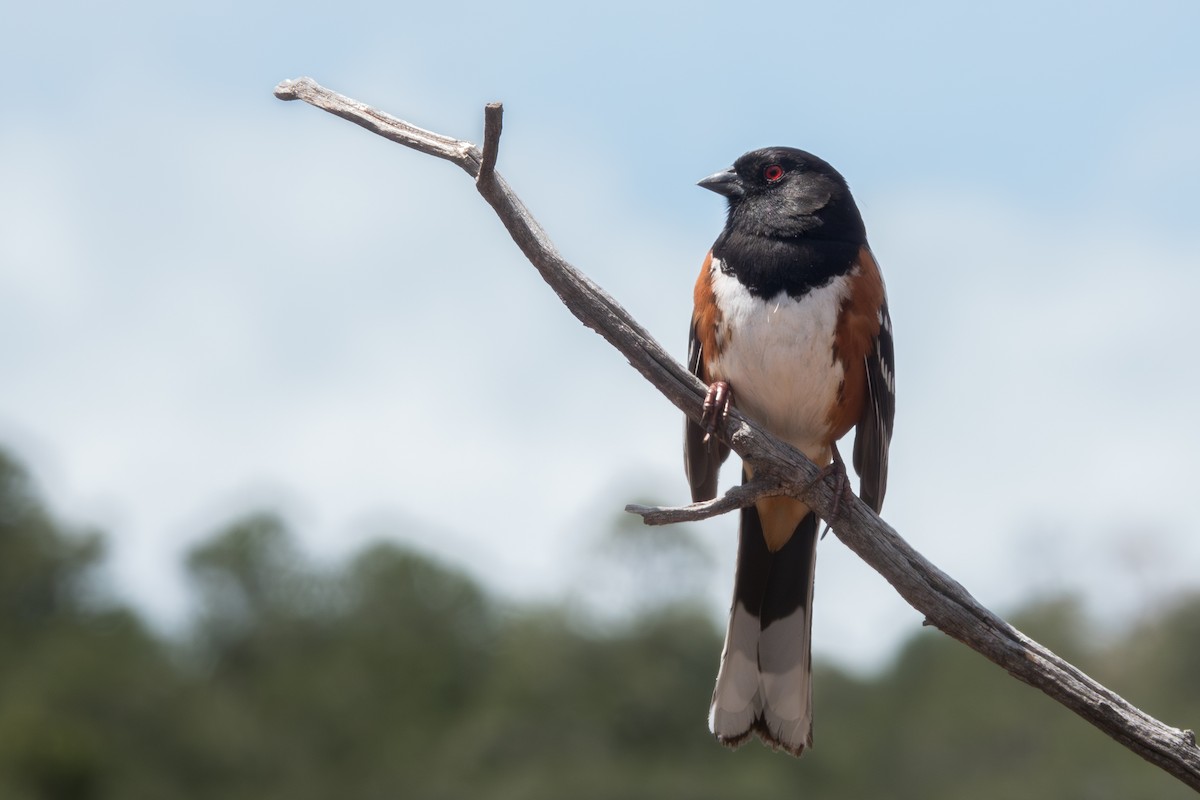 Spotted Towhee - ML618403862
