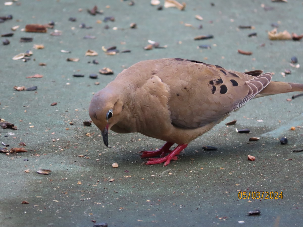 Mourning Dove - Susan Leake