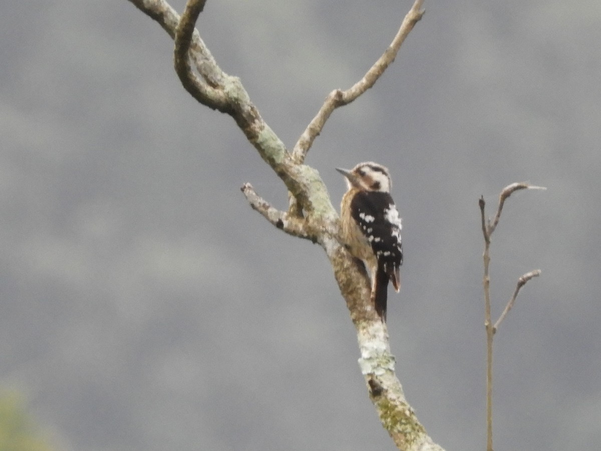 Gray-capped Pygmy Woodpecker - Bear Jia
