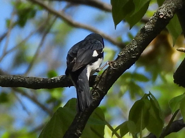 Black-throated Blue Warbler - ML618403890