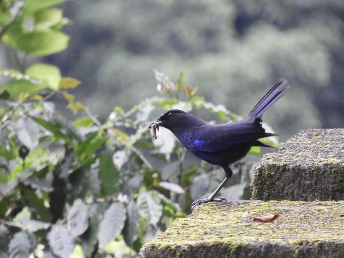Тайваньская синяя птица - ML618403893