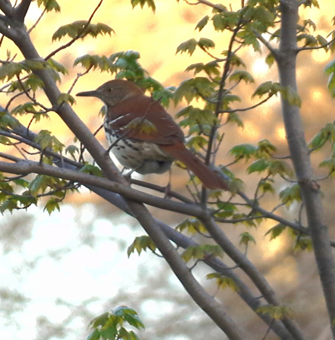 Brown Thrasher - Christoph Benning