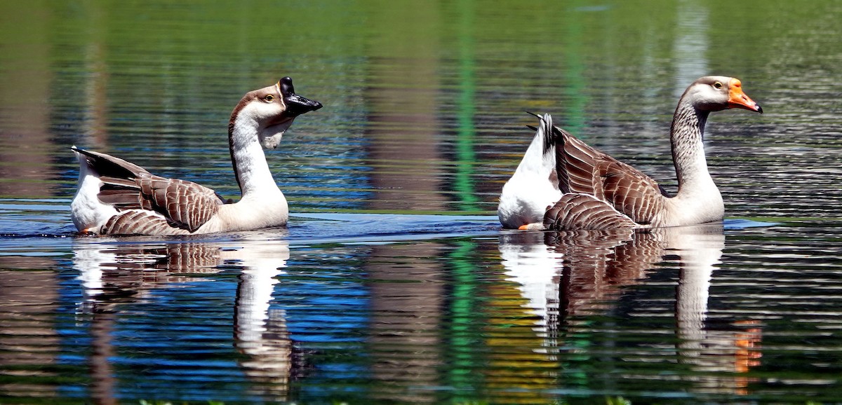Swan Goose (Domestic type) - Doug Wassmer