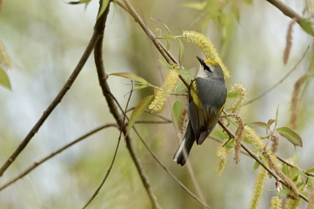 Brewster's Warbler (hybrid) - Russ  And Theresa