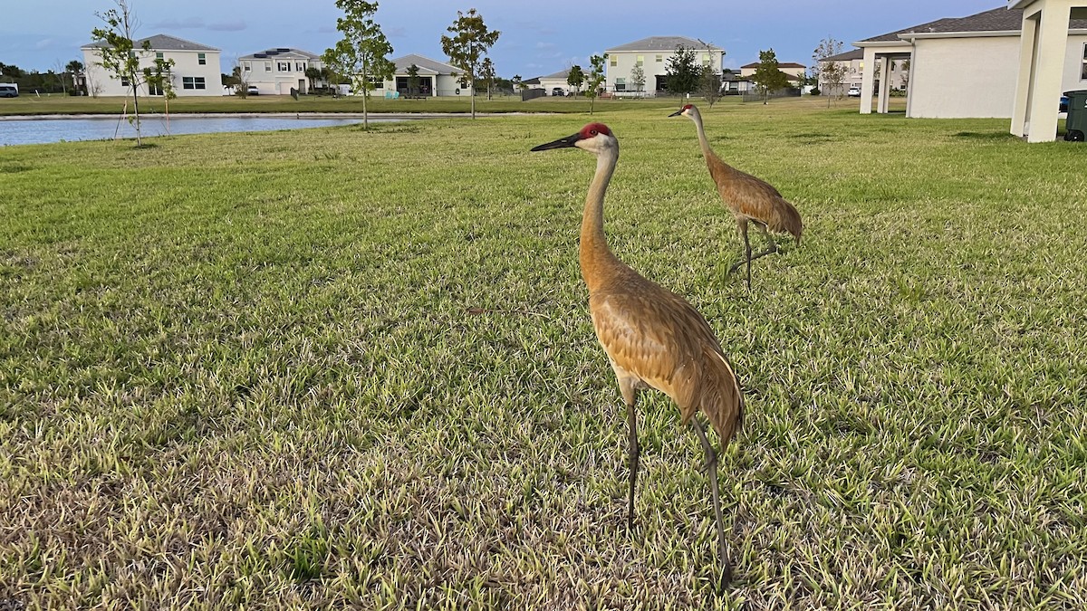 Sandhill Crane - ML618403917