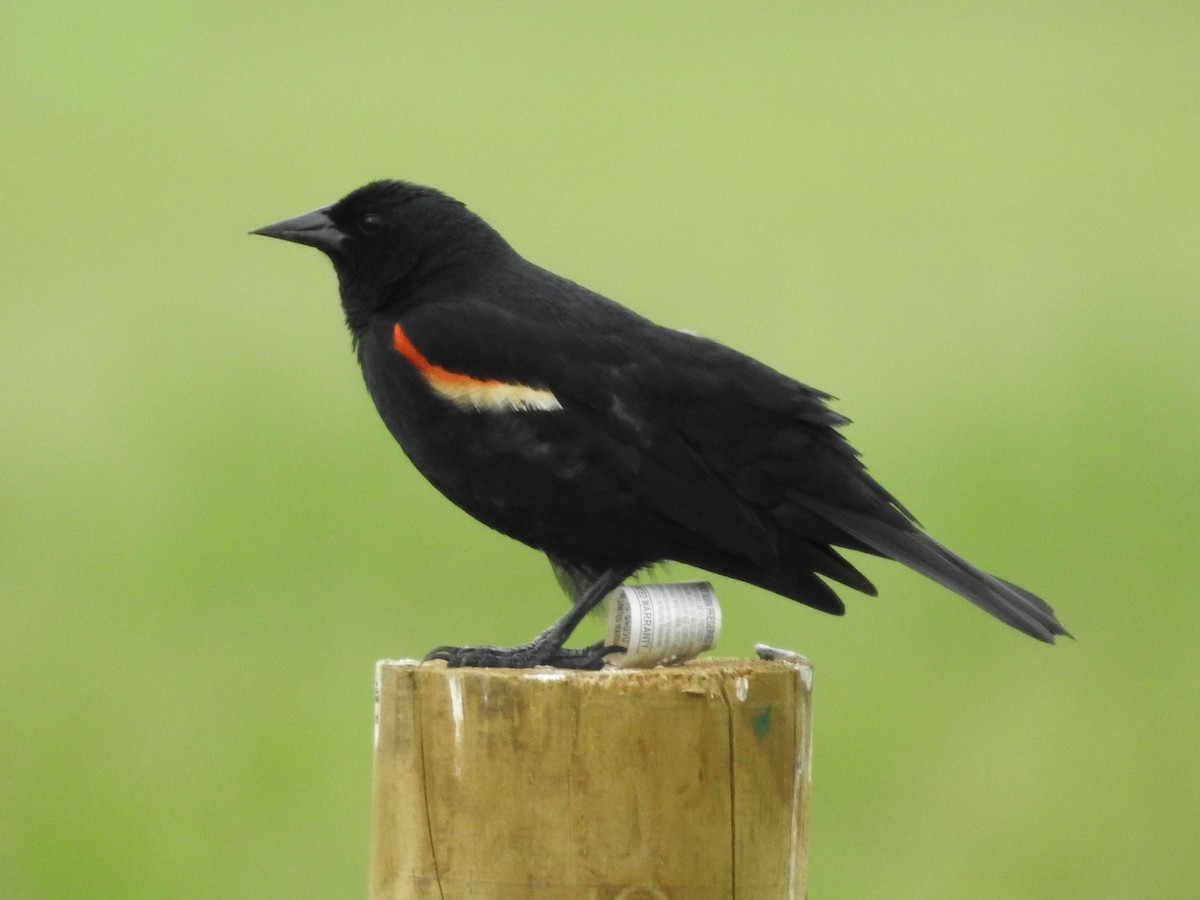 Red-winged Blackbird - Isaiah Craft