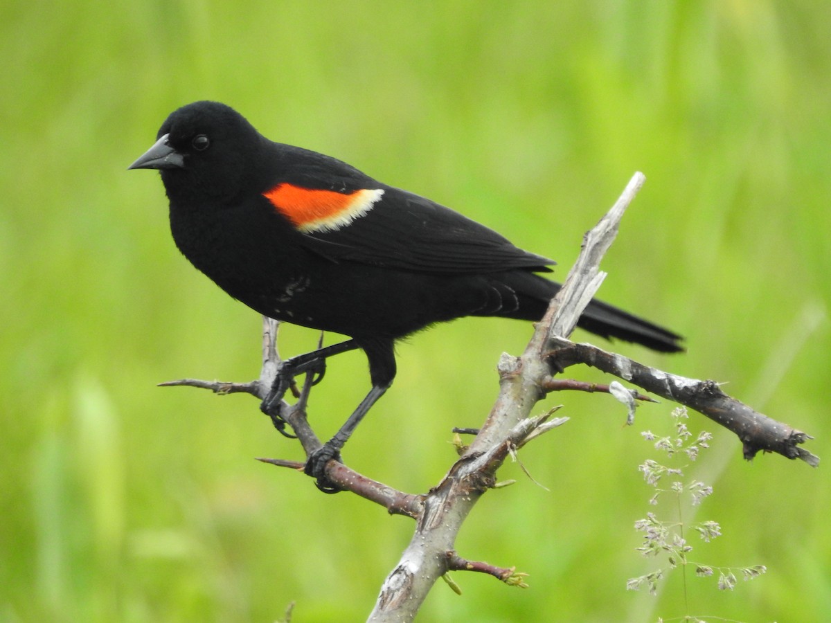 Red-winged Blackbird - Isaiah Craft
