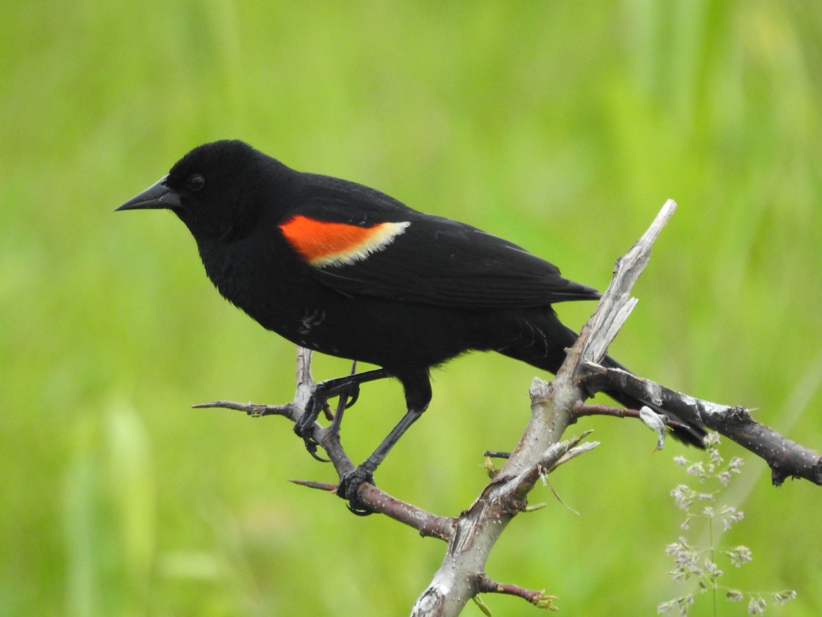 Red-winged Blackbird - Isaiah Craft