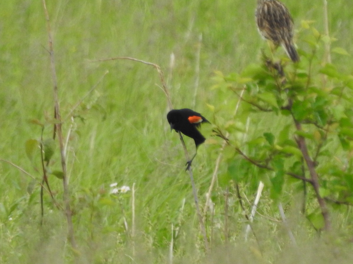 Red-winged Blackbird - Isaiah Craft