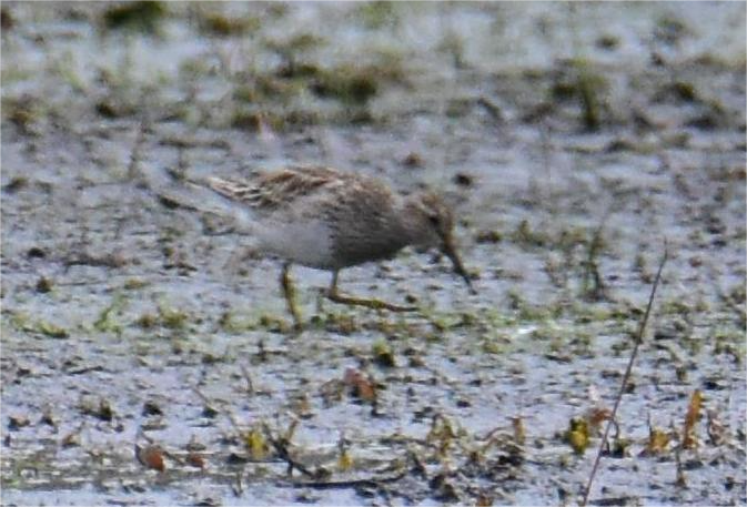 Pectoral Sandpiper - ML618403927