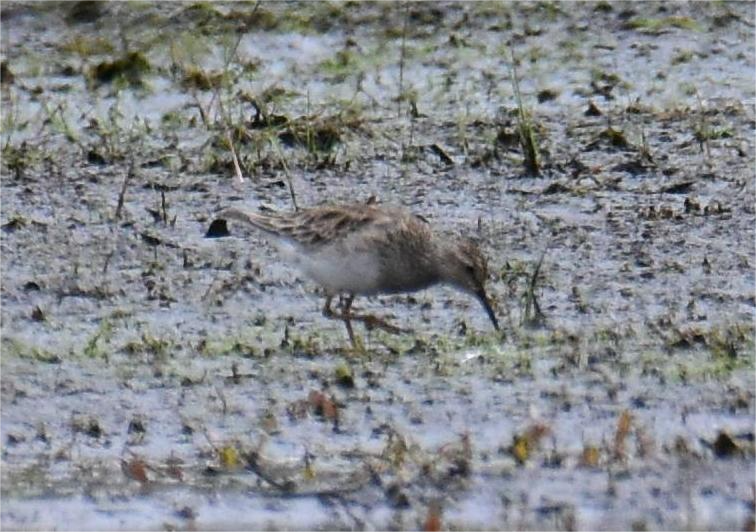 Pectoral Sandpiper - ML618403932